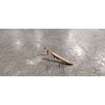 Zdjęcia użytkowników POCO X3 Pro