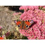 Zdjęcia użytkowników POCO X3 Pro