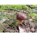 Zdjęcia użytkowników POCO X3 Pro