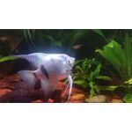 Zdjęcia użytkowników POCO X3 Pro