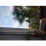 Zdjęcia użytkowników POCO X3 Pro