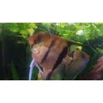 Zdjęcia użytkowników POCO X3 Pro