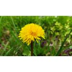 Zdjęcia użytkowników POCO X3 Pro