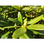 Zdjęcia użytkowników POCO X4 Pro Zdjęcia użytkowników POCO X4 Pro