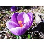 Zdjęcia użytkowników POCO X4 Pro Zdjęcia użytkowników POCO X4 Pro