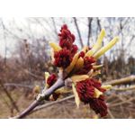 Zdjęcia użytkowników POCO X4 Pro Zdjęcia użytkowników POCO X4 Pro