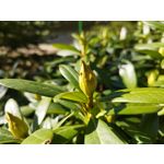 Zdjęcia użytkowników POCO X4 Pro Zdjęcia użytkowników POCO X4 Pro