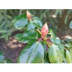 Zdjęcia użytkowników POCO X4 Pro Zdjęcia użytkowników POCO X4 Pro