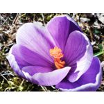 Zdjęcia użytkowników POCO X4 Pro Zdjęcia użytkowników POCO X4 Pro