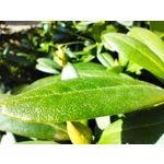 Zdjęcia użytkowników POCO X4 Pro Zdjęcia użytkowników POCO X4 Pro