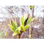 Zdjęcia użytkowników POCO X4 Pro Zdjęcia użytkowników POCO X4 Pro