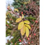 Zdjęcia użytkowników POCO F8 Ultra