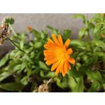 Zdjęcia użytkowników POCO F8 Ultra