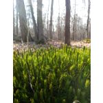 Zdjęcia użytkowników Prestigio MultiPhone 5503 DUO