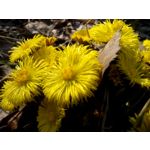 Zdjęcia użytkowników Prestigio MultiPhone 5503 DUO