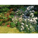 Zdjęcia użytkowników Realme 11 Pro Zdjęcia użytkowników Realme 11 Pro