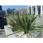 Zdjęcia użytkowników Realme 11 Pro Zdjęcia użytkowników Realme 11 Pro