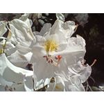 Zdjęcia użytkowników Realme 11 Pro+ Zdjęcia użytkowników Realme 11 Pro+