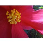 Zdjęcia użytkowników Realme 11 Pro+ Zdjęcia użytkowników Realme 11 Pro+