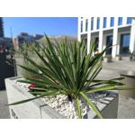 Zdjęcia użytkowników Realme 11 Pro+ Zdjęcia użytkowników Realme 11 Pro+