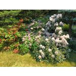 Zdjęcia użytkowników Realme 11 Pro+ Zdjęcia użytkowników Realme 11 Pro+