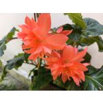 Zdjęcia użytkowników Realme 11 Pro+ Zdjęcia użytkowników Realme 11 Pro+