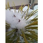 Zdjęcia użytkowników Realme 11 Pro+ Zdjęcia użytkowników Realme 11 Pro+