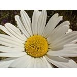 Zdjęcia użytkowników Realme 11 Pro+ Zdjęcia użytkowników Realme 11 Pro+