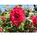 Zdjęcia użytkowników Realme 11 Pro+ Zdjęcia użytkowników Realme 11 Pro+