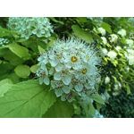 Zdjęcia użytkowników Realme 11 Pro+ Zdjęcia użytkowników Realme 11 Pro+