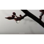 Zdjęcia użytkowników Realme 11 Pro+ Zdjęcia użytkowników Realme 11 Pro+