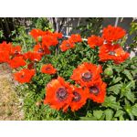 Zdjęcia użytkowników Realme 11 Pro+ Zdjęcia użytkowników Realme 11 Pro+