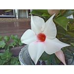 Zdjęcia użytkowników Realme 11 Pro+ Zdjęcia użytkowników Realme 11 Pro+