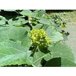 Zdjęcia użytkowników Realme 11 Pro+ Zdjęcia użytkowników Realme 11 Pro+