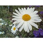 Zdjęcia użytkowników Realme 11 Pro+ Zdjęcia użytkowników Realme 11 Pro+