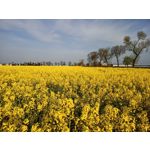 Zdjęcia użytkowników Realme 6 Zdjęcia użytkowników Realme 6