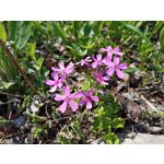 Zdjęcia użytkowników Realme 6 Zdjęcia użytkowników Realme 6