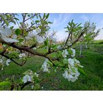 Zdjęcia użytkowników Realme 6 Zdjęcia użytkowników Realme 6