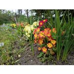 Zdjęcia użytkowników Realme 6 Zdjęcia użytkowników Realme 6