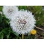 Zdjęcia użytkowników Realme 6 Zdjęcia użytkowników Realme 6