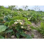 Zdjęcia użytkowników Realme 6 Zdjęcia użytkowników Realme 6