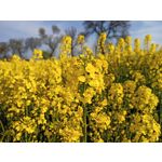 Zdjęcia użytkowników Realme 6 Zdjęcia użytkowników Realme 6