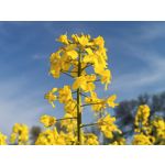 Zdjęcia użytkowników Realme 6 Zdjęcia użytkowników Realme 6