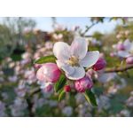 Zdjęcia użytkowników Realme 6 Zdjęcia użytkowników Realme 6