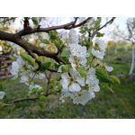 Zdjęcia użytkowników Realme 6 Zdjęcia użytkowników Realme 6