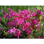 Zdjęcia użytkowników Realme 6 Zdjęcia użytkowników Realme 6