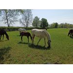 Zdjęcia użytkowników Realme 6 Zdjęcia użytkowników Realme 6