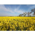 Zdjęcia użytkowników Realme 6 Zdjęcia użytkowników Realme 6