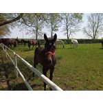 Zdjęcia użytkowników Realme 6 Zdjęcia użytkowników Realme 6