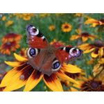 Zdjęcia użytkowników Realme 6s